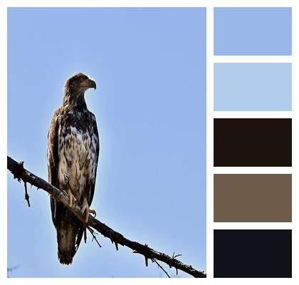 Bald Eagle Wildlife Bird Image